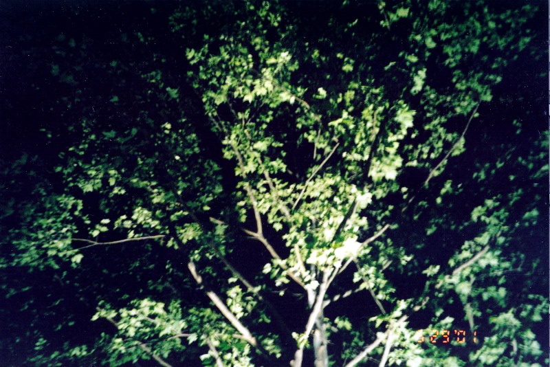 Up Into A Tree At Night