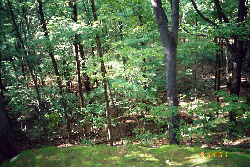 off_the_rock_in_forest