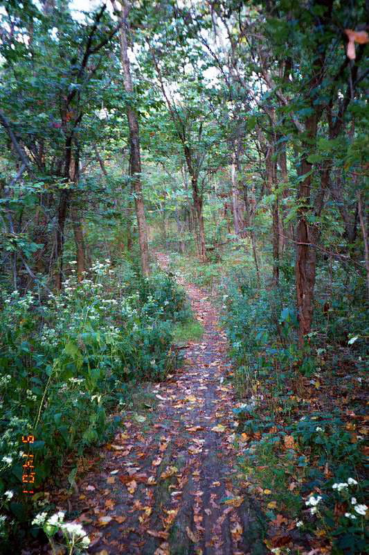 path_in_woods