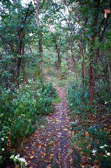 path_in_woods