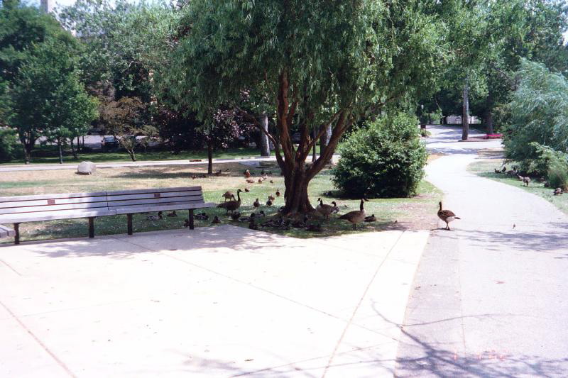 There are ducks all over St. Joseph's Lake.