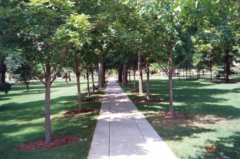 A Wooded Lane through the center of campus, headed toward the Main Building.