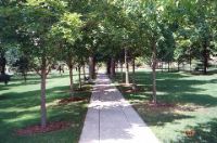 A Wooded Lane through the center of campus, headed toward the Main Building.